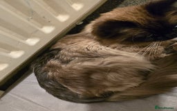 Maine Coon cats for sale: Mainecoon x ragdoll male cat  - Advert 6