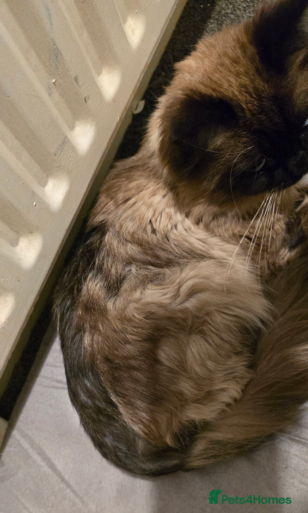 Maine Coon cats for sale: Mainecoon x ragdoll male cat  - Advert 6