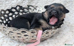 German Shepherd dogs for sale: Beautiful German Shepherd Puppies - Image 2
