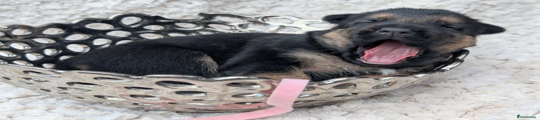 German Shepherd Pink