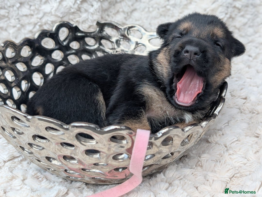 German Shepherd dogs for sale: Beautiful German Shepherd Puppies - Image 2