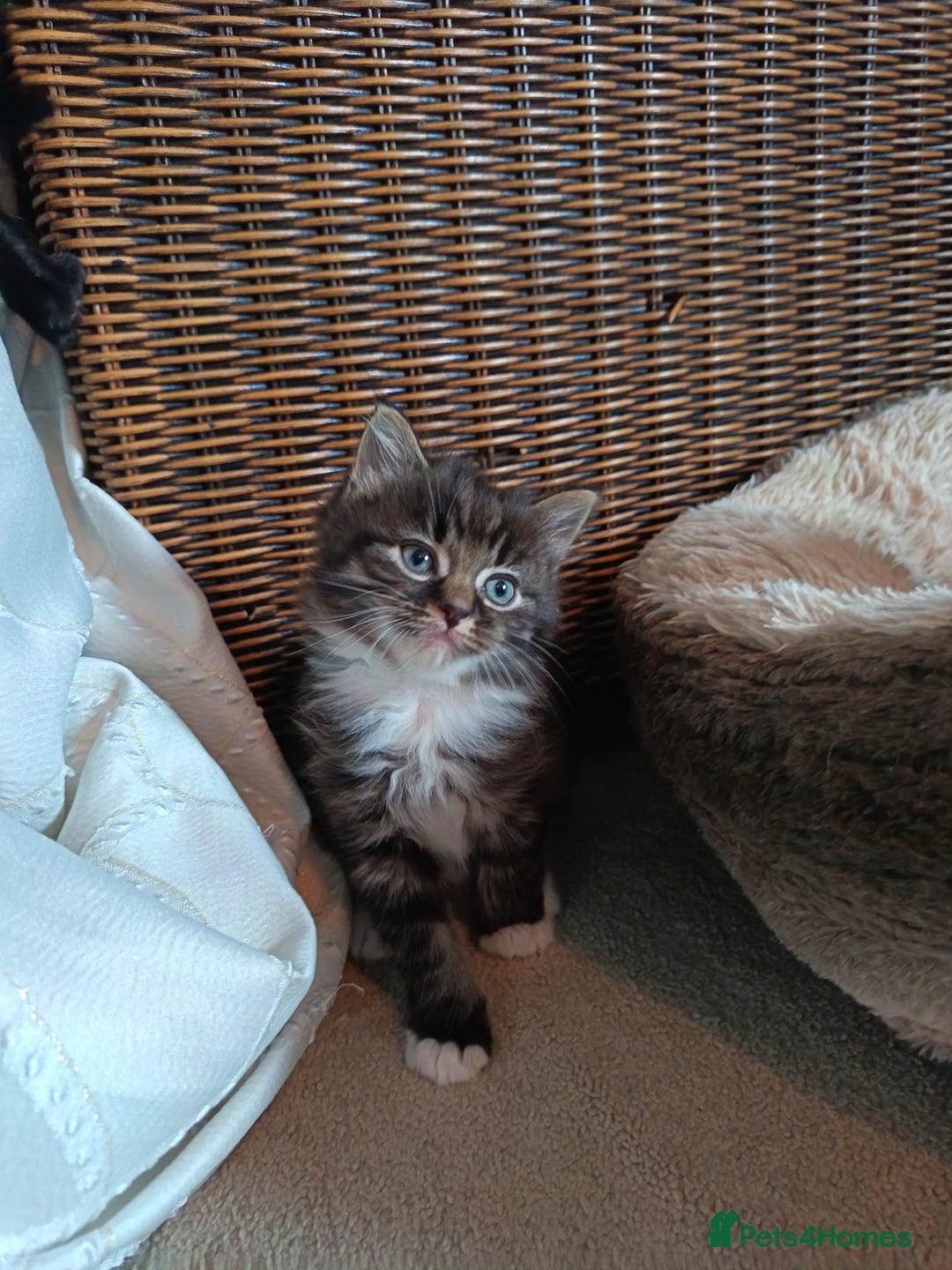 Mixed Breed cats for sale: 4 beautiful kittens - Advert 2