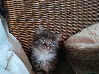 Mixed Breed cats 4 beautiful kittens - Advert 6