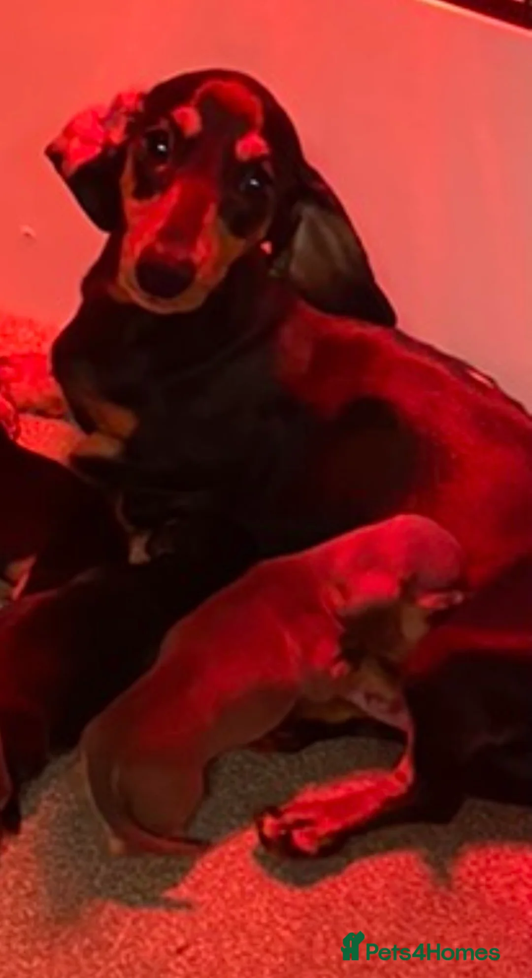 Miniature Dachshund dogs for sale: PRA clear, KC girls, licensed breeder - Advert 4