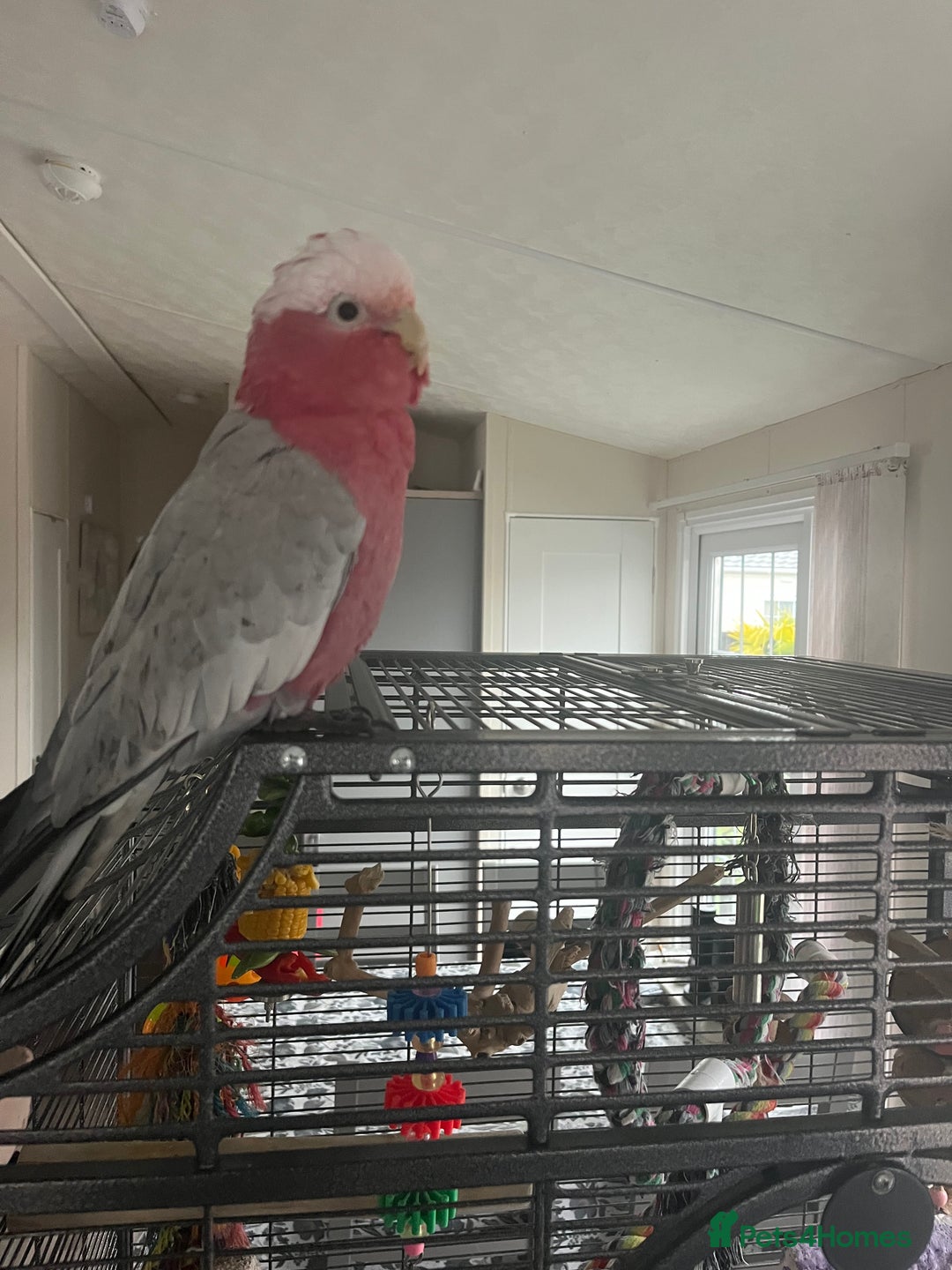 Cockatoo birds for sale: Percy  - Advert 5