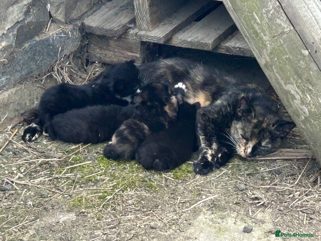 Mixed Breed cats for sale: Beautiful male kitten - Image 6