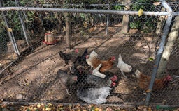 Chickens poultry for sale: 11 beautiful thoroughbred laying hens for sale  - Image 3