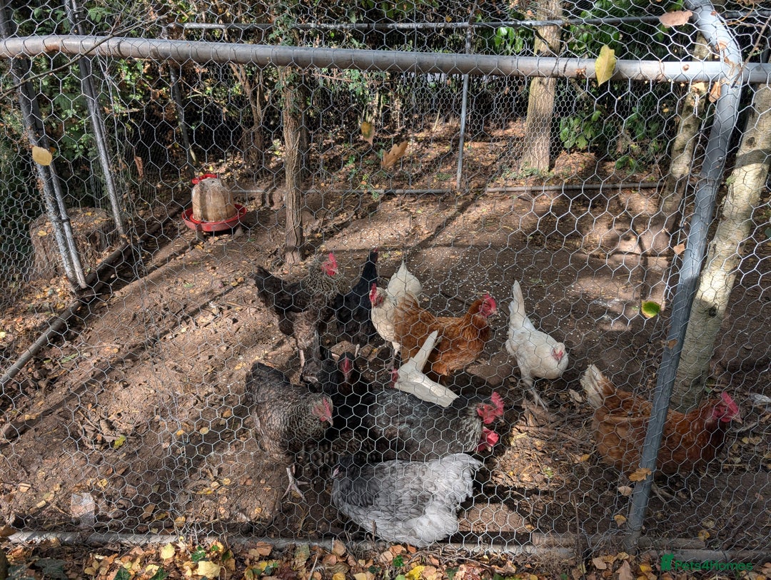Chickens poultry for sale: 11 beautiful thoroughbred laying hens for sale  - Image 3