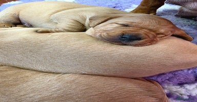 Labrador Retriever dogs Beautiful KC Fox Red Labradors  - Advert 12