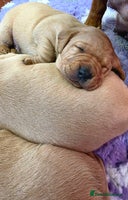 Labrador Retriever dogs Beautiful KC Fox Red Labradors - Advert 12