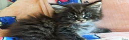 Maine Coon cats for sale: Maine coon kittens - Advert 9