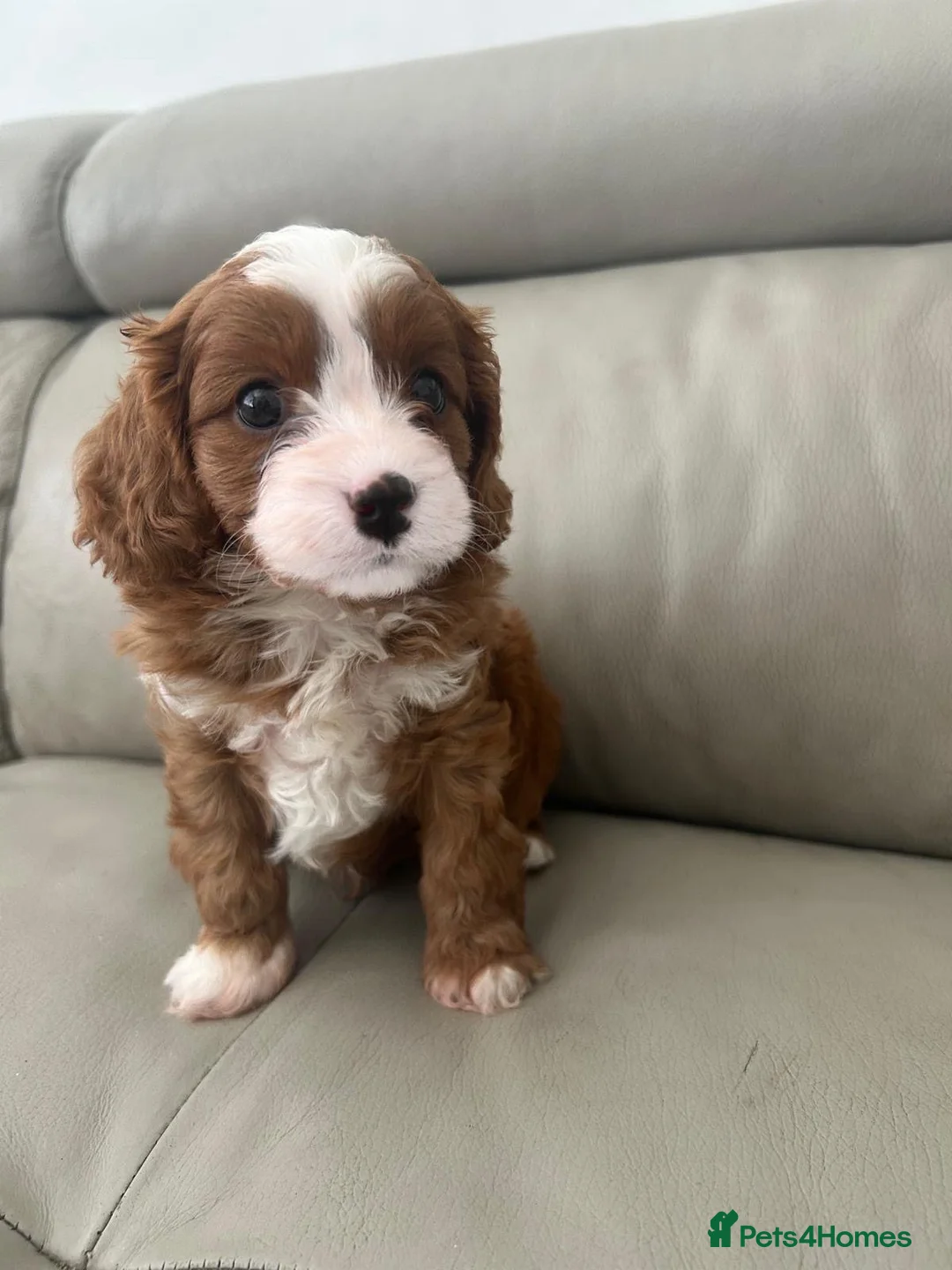 Toy Poodle dogs for stud: Fully health tested red toy poodle for STUD  - Advert 7