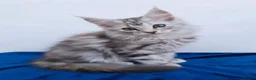 Maine Coon cats for sale: Beautiful GCCF mixed silver kittens - Advert 10