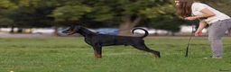 Dobermann dogs for sale:  ✨ A Carefully Planned Litter ✨ in Swansea - Advert 5