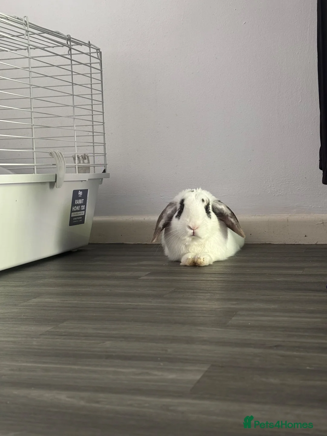 Mini Lop rabbits for sale: White and black minilop  in Telford - Advert 2