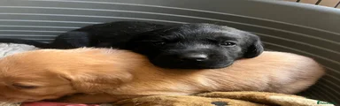 Labrador Retriever 3
