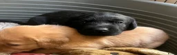 Labrador Retriever dogs for sale: Fox red and black puppies  - Advert 9