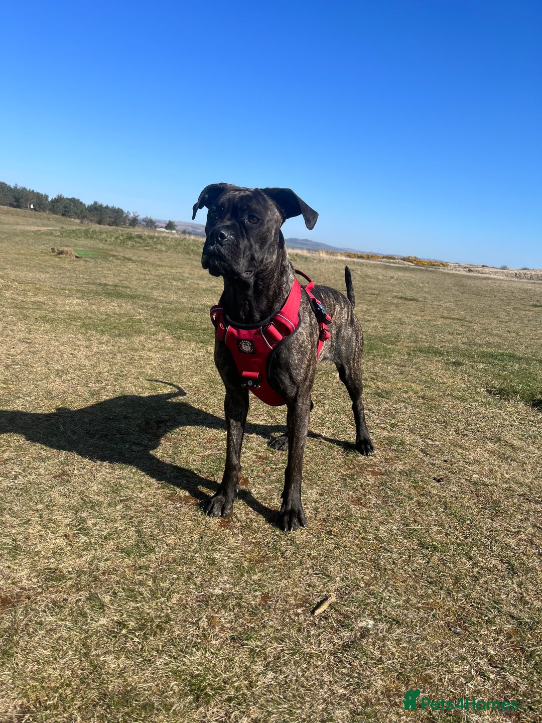 Mixed Breed dogs for sale: Cane corso cross boxer - Image 9