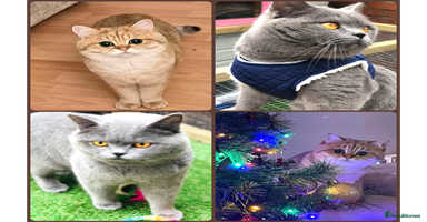 British Shorthair cats - Advert 12