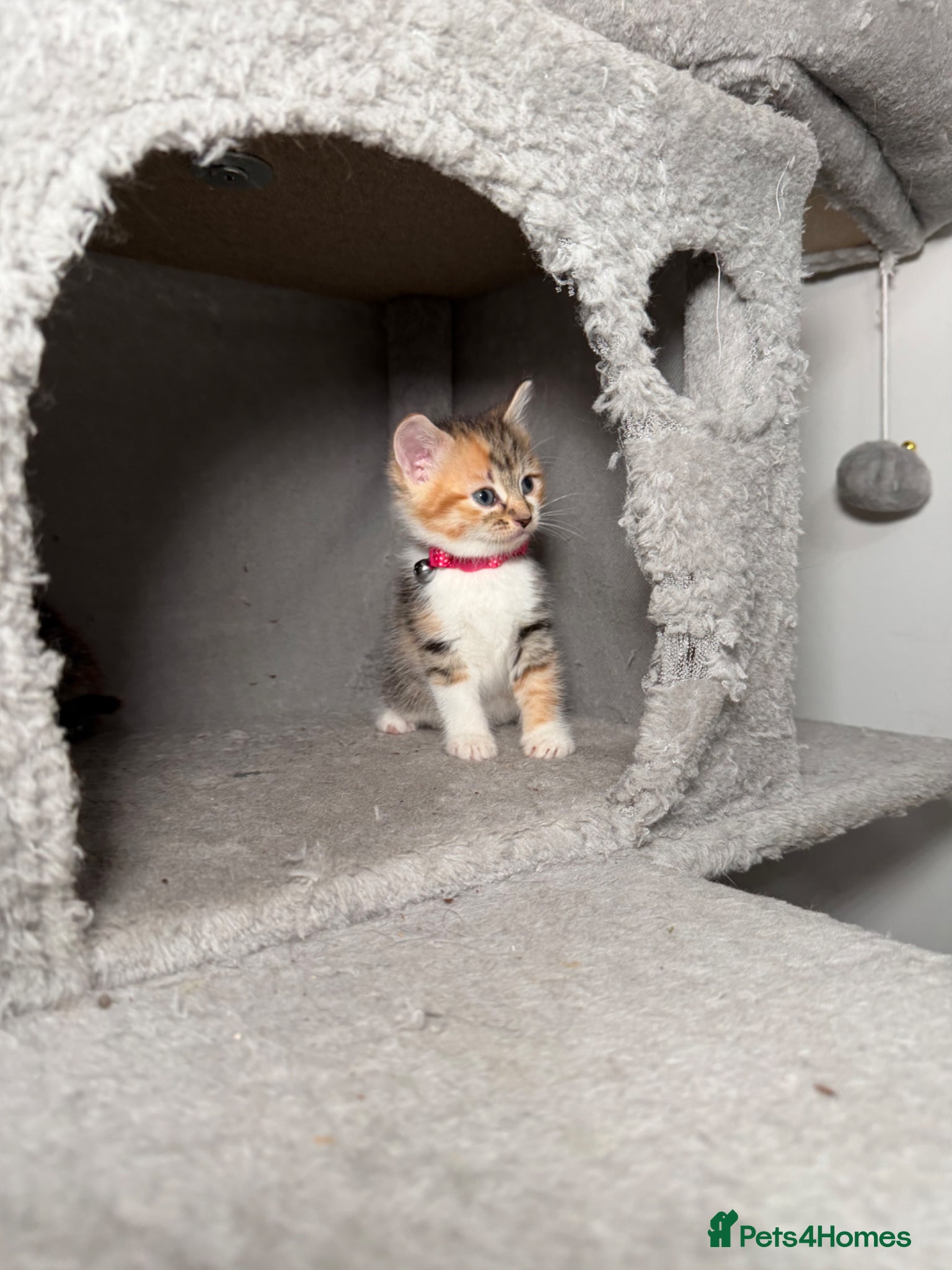 Mixed Breed cats 💗Beautiful kittens ready to reserve💗 - Advert 1