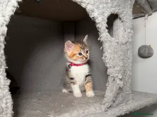 Mixed Breed cats 💗Beautiful kittens ready to reserve💗 - Advert 1