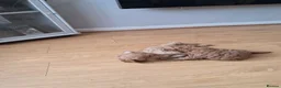 Cockapoo dogs for sale: Cockapoos F2 (deep red/faun) - Advert 16