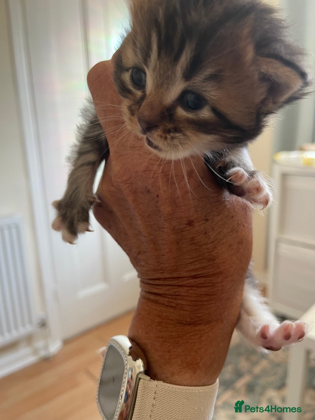 British Shorthair cats for sale: Gorgeous kittens - Image 8