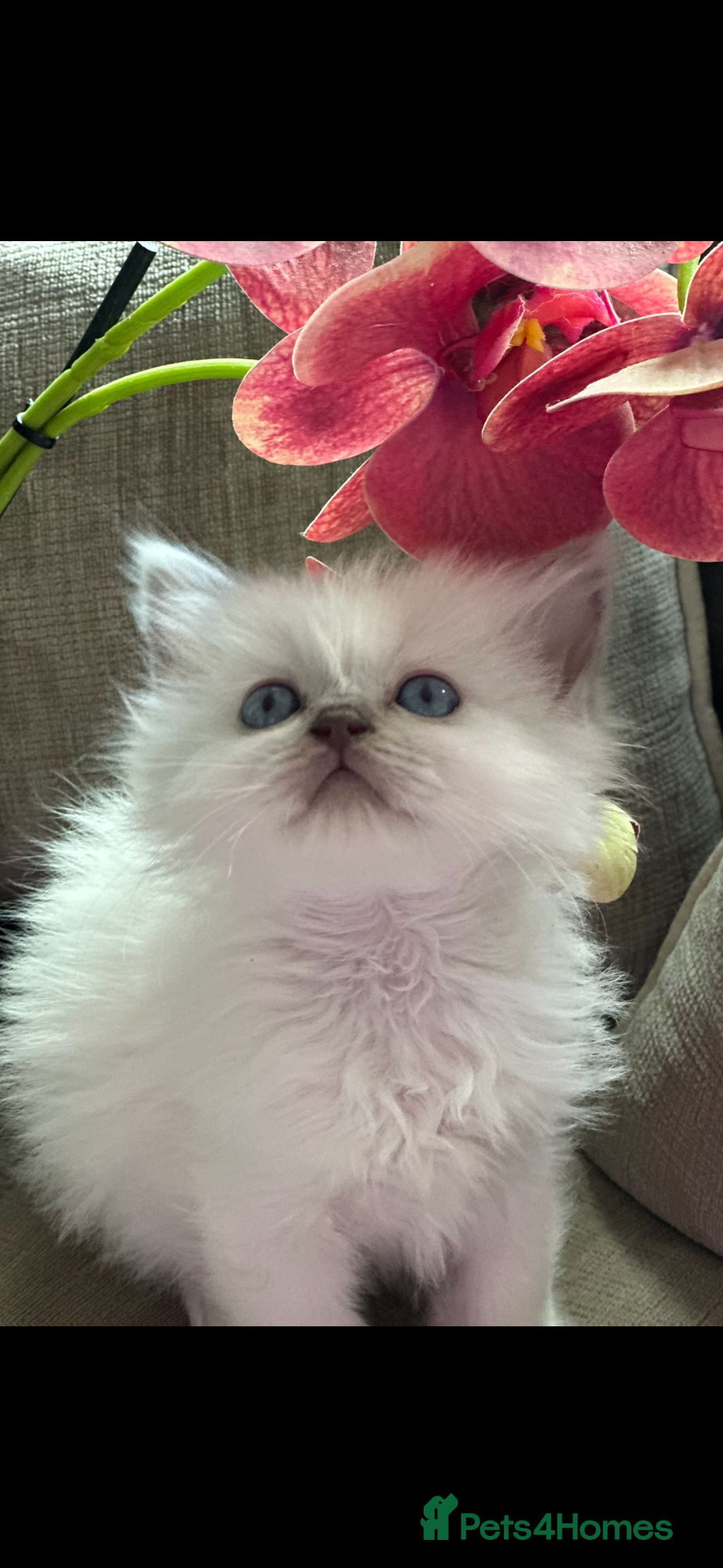 Ragdoll cats for sale: 🌼GCCF waiting list now open for spring babies 🌼 - Advert 20