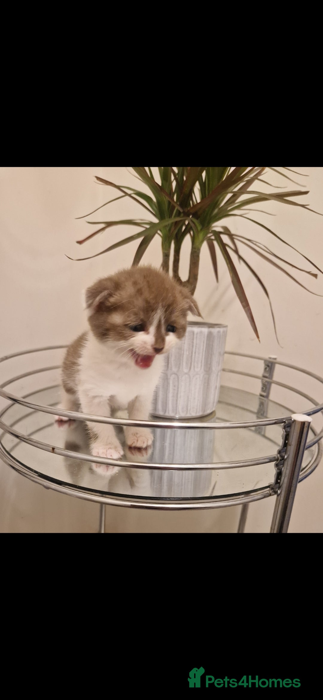 Scottish Fold cats for sale: Two Beautiful Scottish Fold Kittens - Advert 1