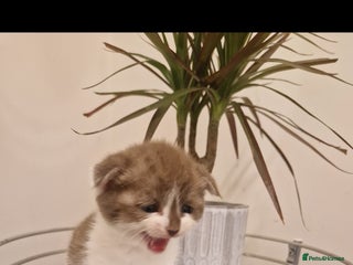 Scottish Fold cats Two Beautiful Scottish Fold Kittens - Advert 1