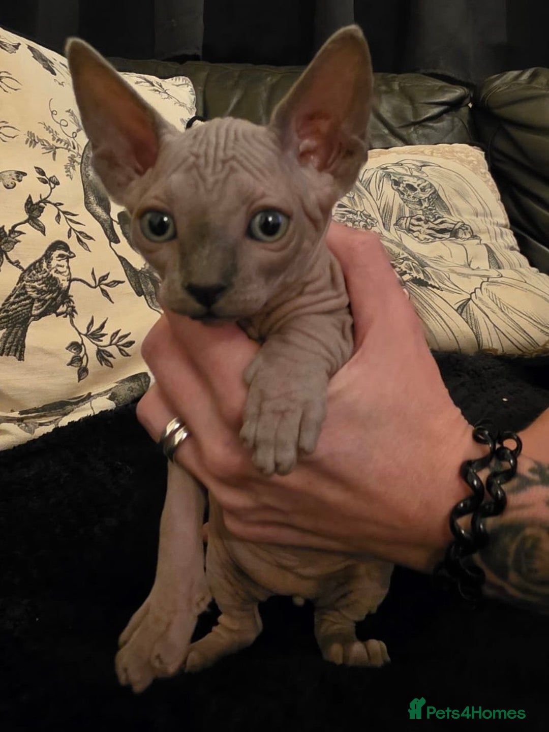 Sphynx cats for sale: ✨ Gorgeous Chunky Sphynx Kittens – Ready Soon! ✨ - Advert 4