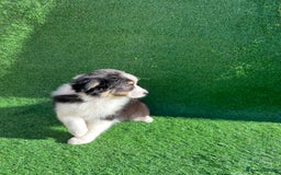 Australian Shepherd dogs for sale: Australia shepherd Kc puppies  - Image 4