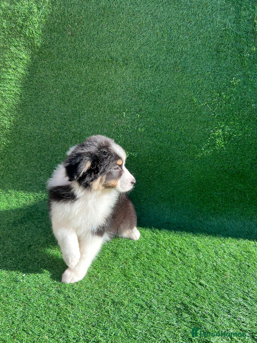 Australian Shepherd dogs for sale: Australia shepherd Kc puppies  - Image 4