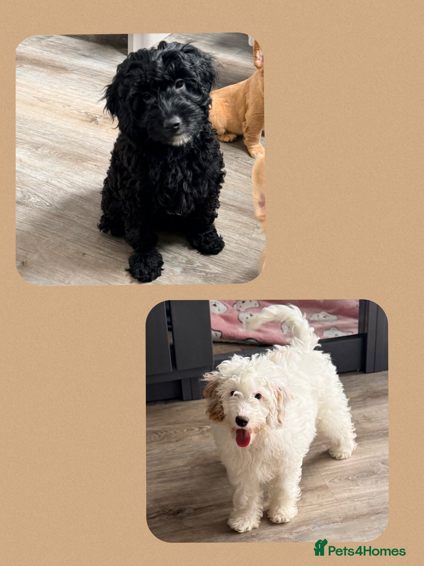 Cavapoo dogs Last 2 🎀 F1b Cavapoo’s 🎀  puppies both vaccines  - Advert 2