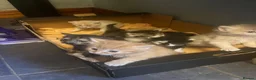 Mixed Breed cats for sale: Beautiful fluffy kittens, ready to leave now - Advert 3
