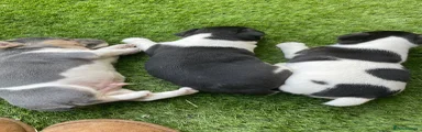Jack Russell 2