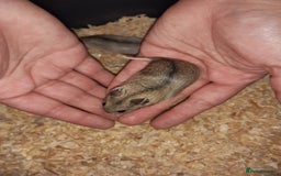 Hamster rodents for sale: Baby Chinese hamsters ready now  - Image 10
