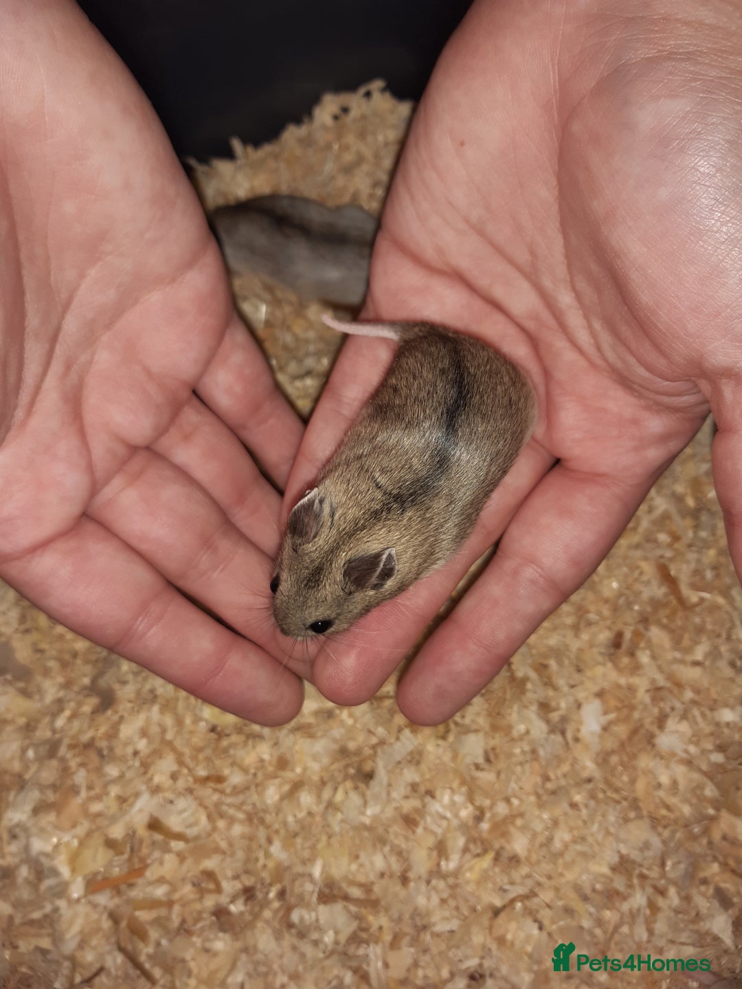 Hamster rodents for sale: Baby Chinese hamsters ready now  - Image 10