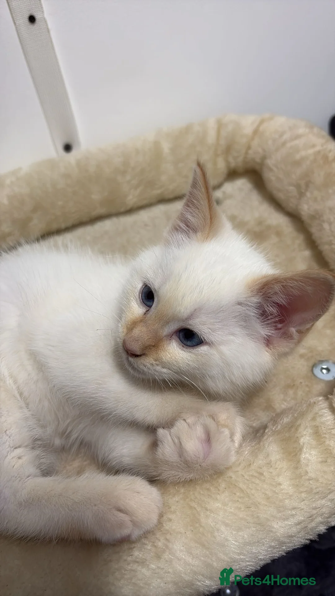 Ragdoll cats for sale: X3 Beautiful Ragdoll Kittens - Ready to leave 🐱 - Advert 13