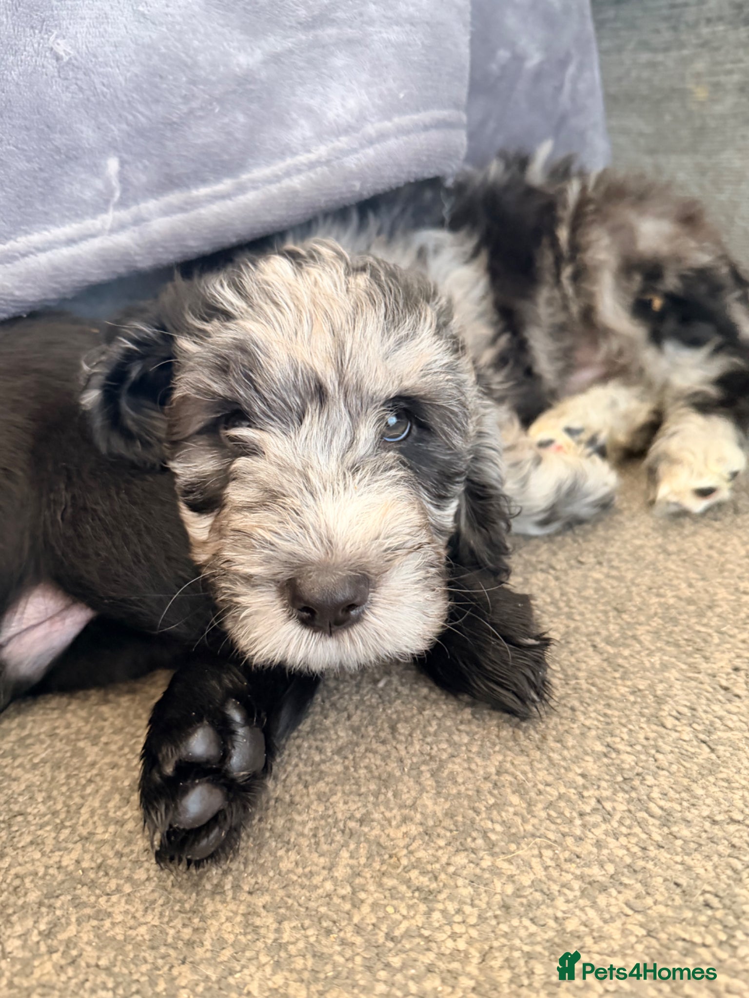 Cockapoo dogs Beautiful cockapoo puppies  - Advert 14