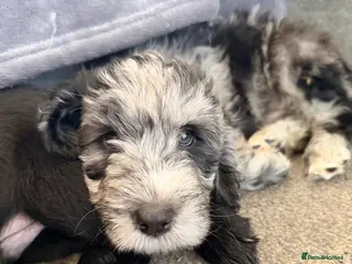 Cockapoo dogs Beautiful cockapoo puppies - Advert 14