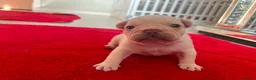 French Bulldog dogs for sale: Kc French bulldog puppy male - Advert 5