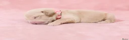 Golden Retriever dogs for sale: Golden Retriever puppies  KC registered  - Advert 1