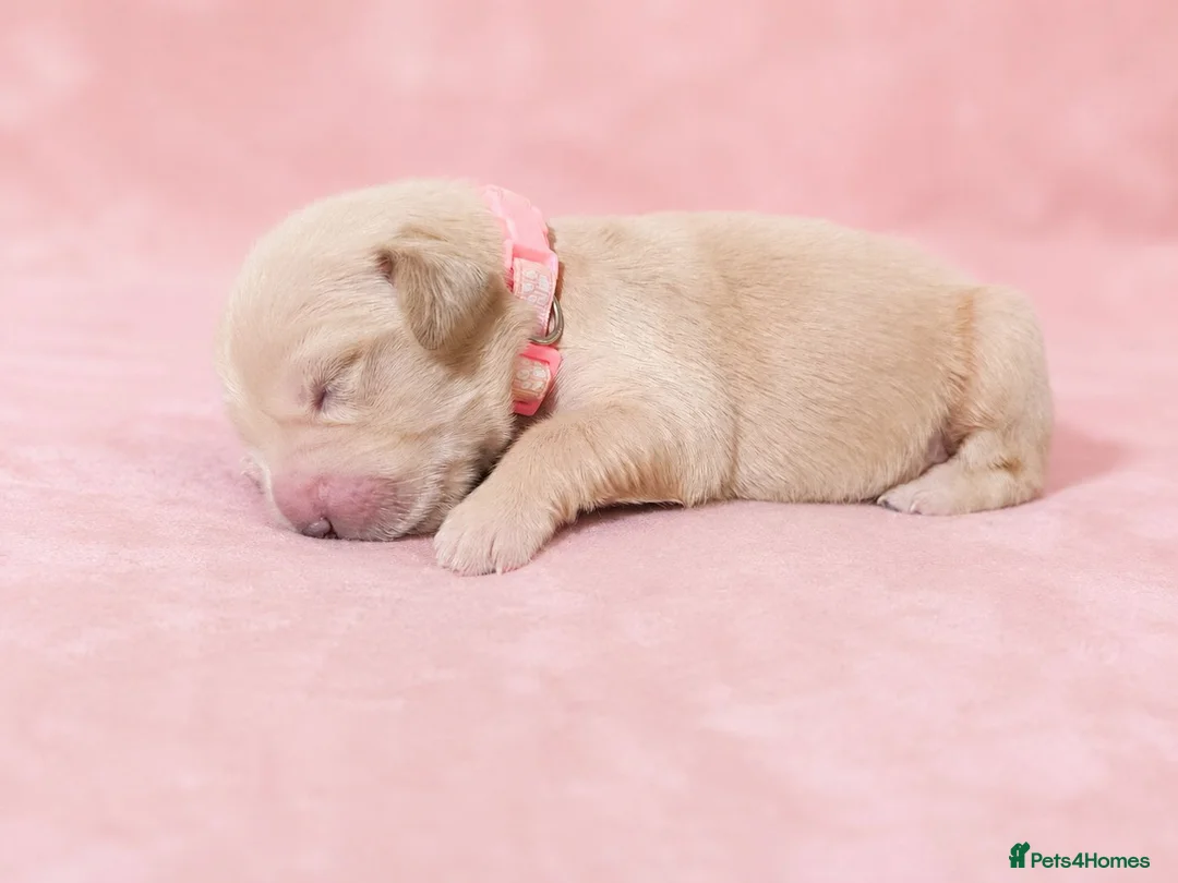 Golden Retriever dogs for sale: Golden Retriever puppies  KC registered  - Advert 1