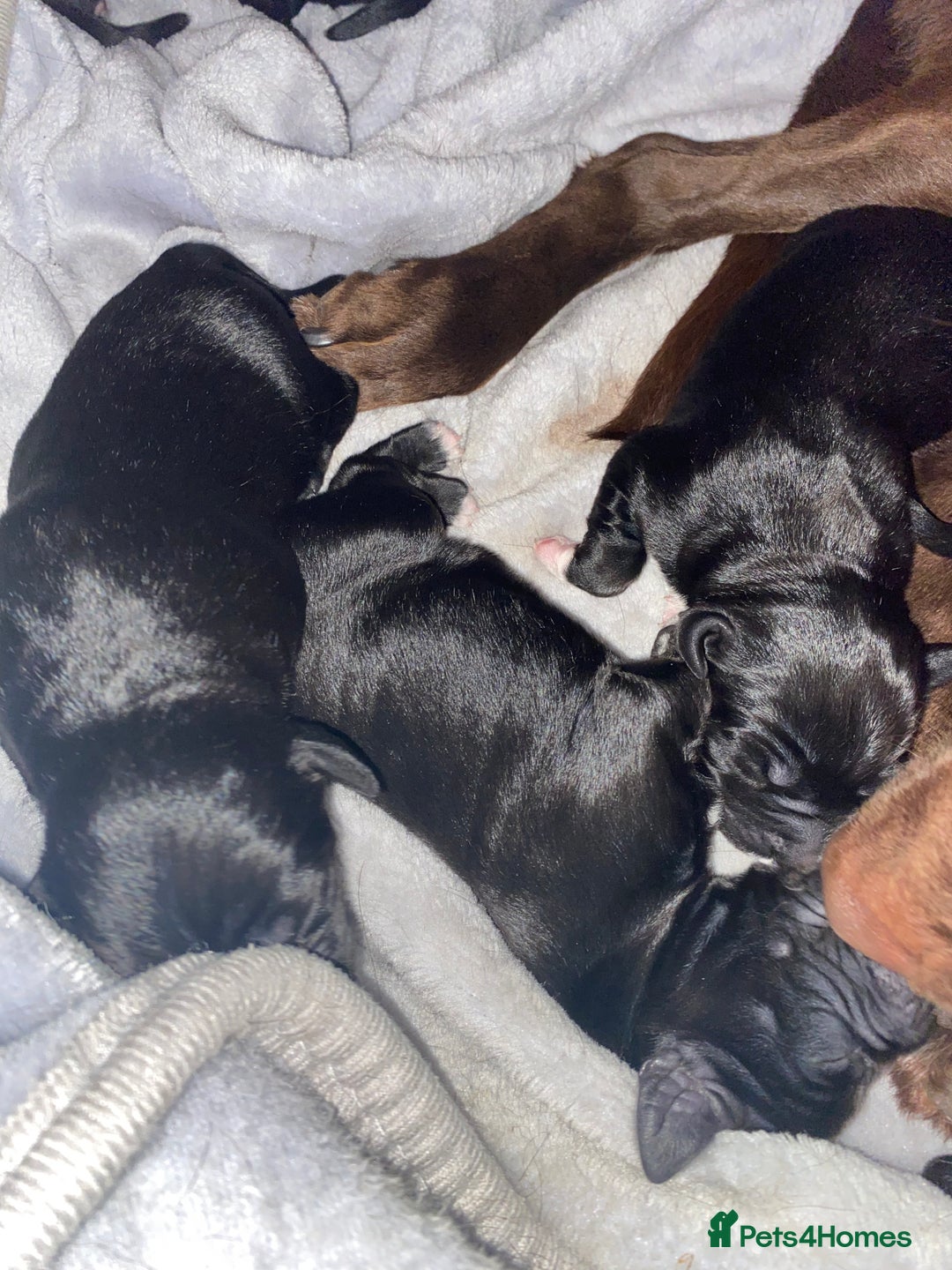 Mixed Breed dogs for sale: Beautiful pointer lab puppies!  - Image 7