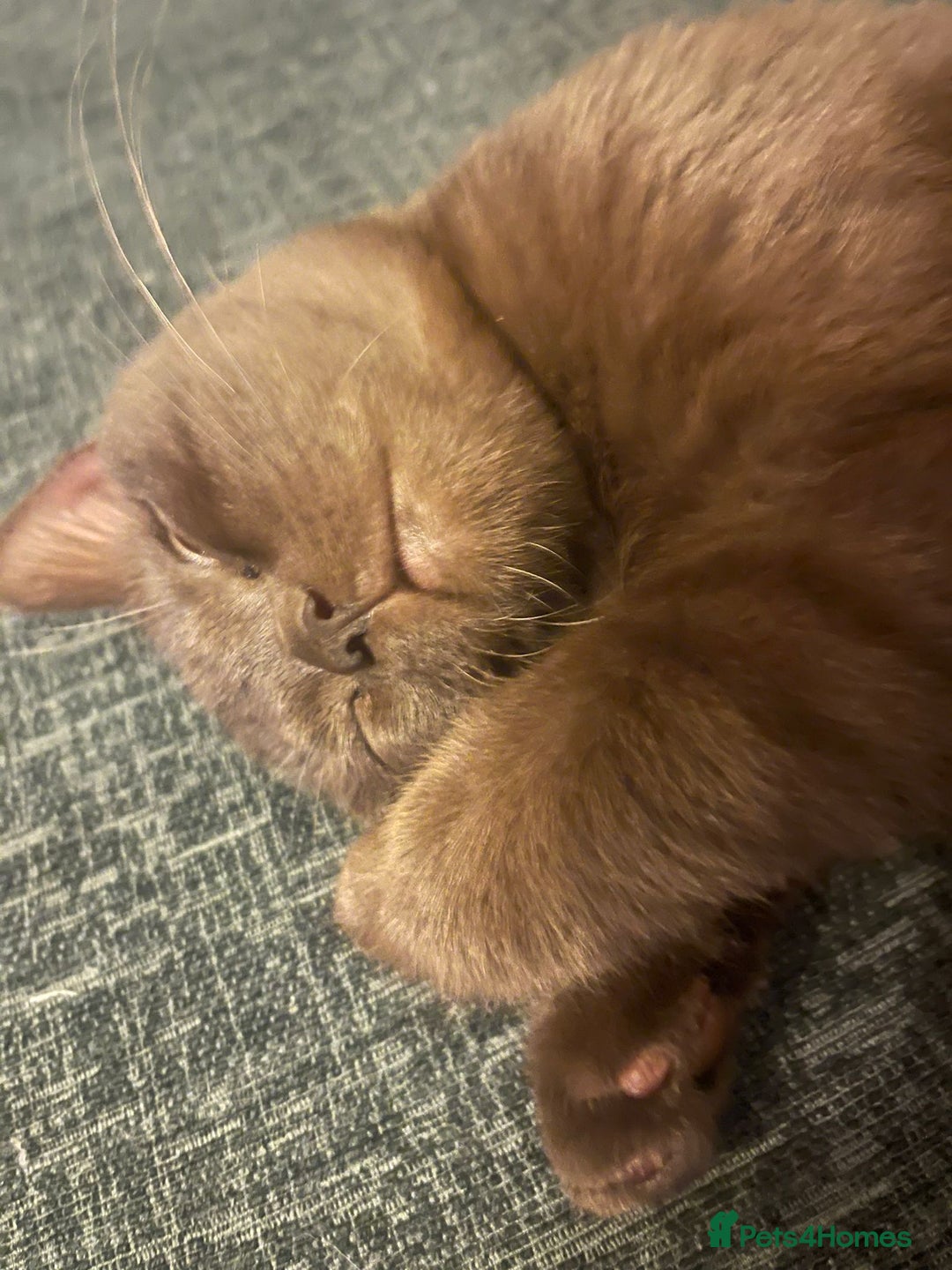 British Shorthair cats for sale: ✨ Beautiful Rare-Coloured British Shorthair Girl ✨ - Advert 4