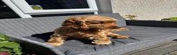 Cocker Spaniel dogs for sale: Pedigree KC Registered Show Cocker Spaniel- Lilah - Advert 2