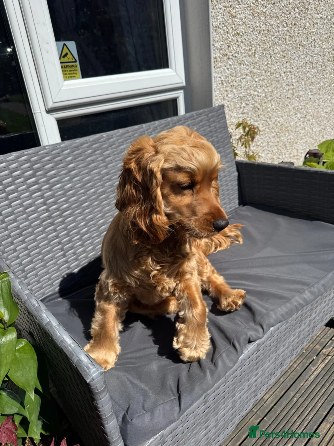 Cocker Spaniel dogs for sale: Pedigree KC Registered Show Cocker Spaniel- Lilah - Advert 2