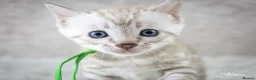 Bengal cats for sale: Stunning Silver Snow ❄️ Bengal Kittens  - Advert 20