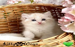 Ragdoll cats for sale: 🐾🩷*TICA REG* LYNX TABBY EU RAGDOLL KITTENS🩵🐾 - Image 21